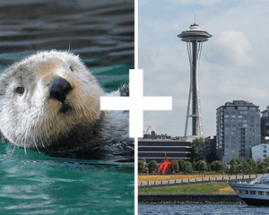 Harbor Cruise/Seattle Aquarium Combo