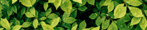 wet leaves header image